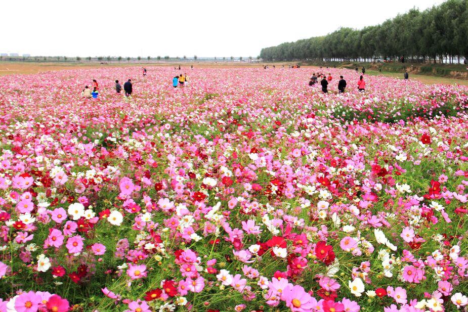 春光明媚赏花时

当冬日的寒意还在角落里徘徊，春的脚步已悄然迈近。瞧，那第一缕春