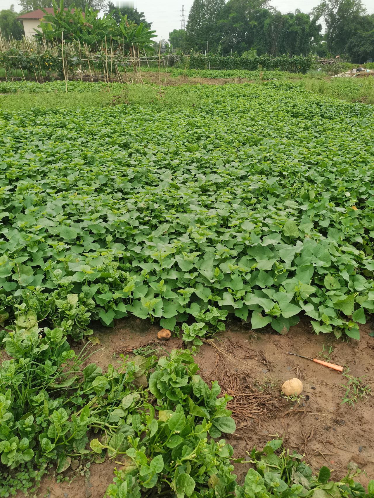 我亲戚在城郊寻得一块地，打算用来种菜，邀我一同去瞧瞧。
地面积不大，是别人开垦的