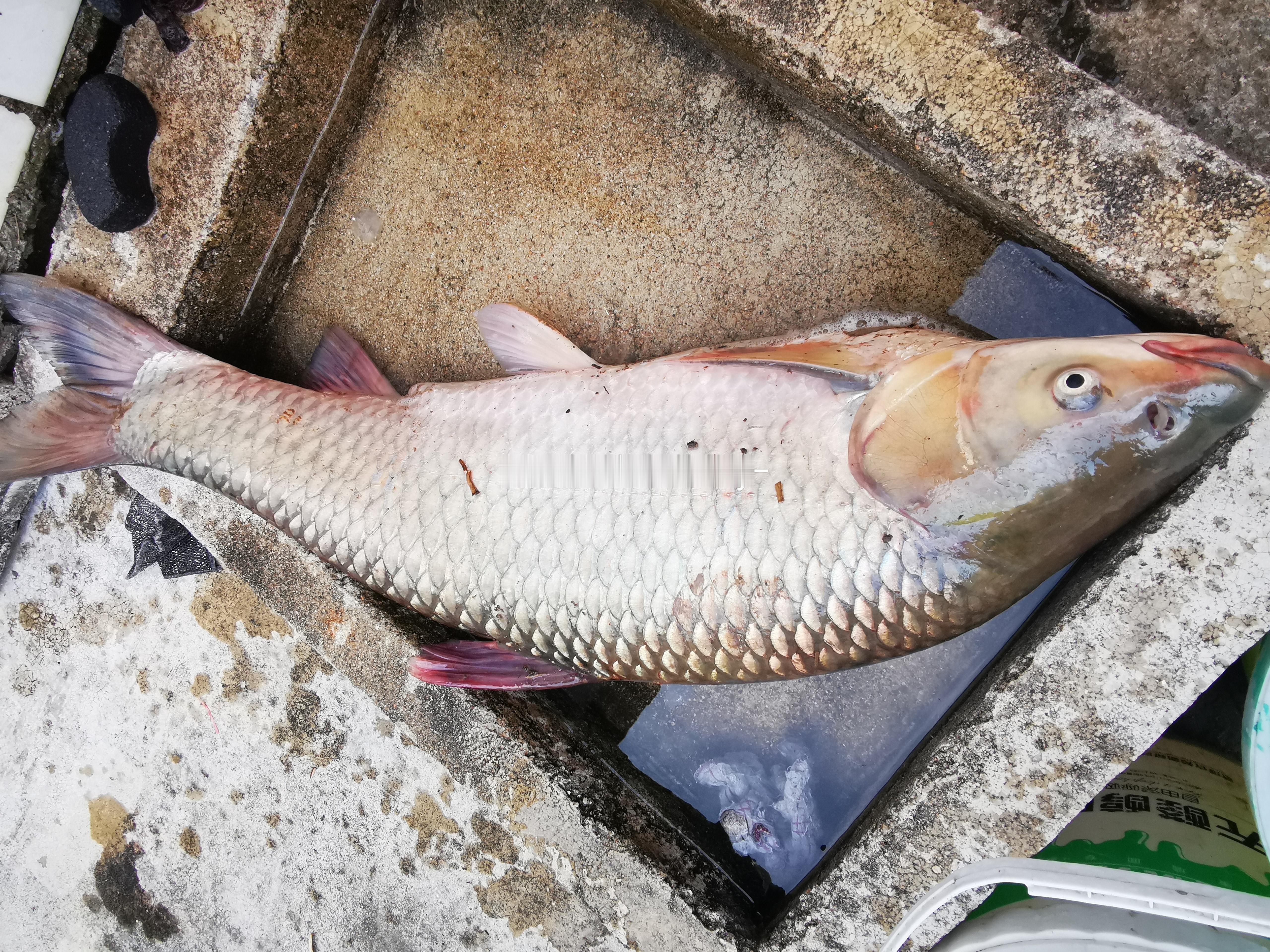 在老家野钓的鱼🐟 ​​​