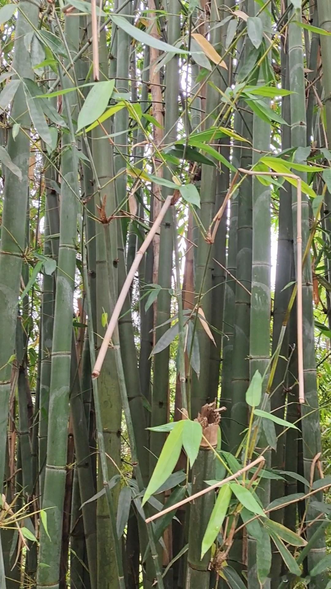 真是服了我老爸，把水果种在大路边。

昨天回村，老爸眉飞色舞，他告诉我，他去年种