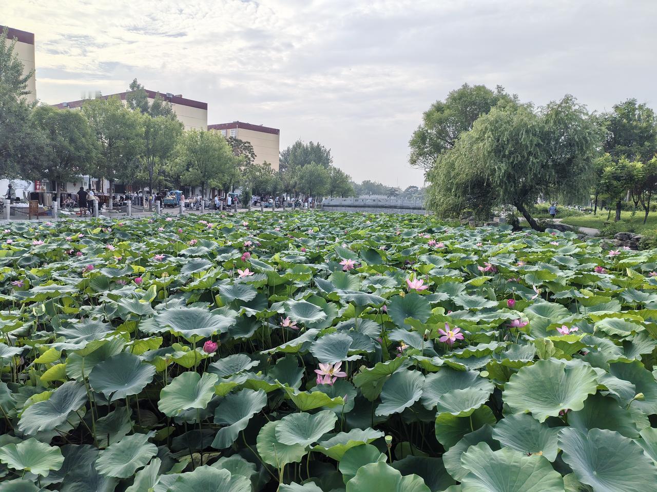初秋东昌湖

雨后秋晨格外新
炎热顿失凉意亲
初秋已至心情美
自律勇进四季春