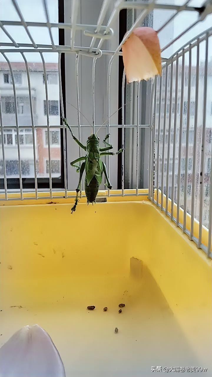 夏日生活打卡季我在公园抓的蝈蝈。