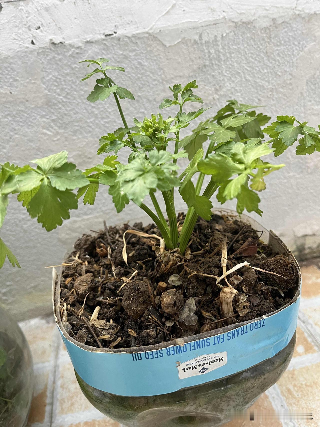 今天去面试，还没见着老板娘，前台一年轻女子就明显感觉话里带吓，说不但要做饭还要搞