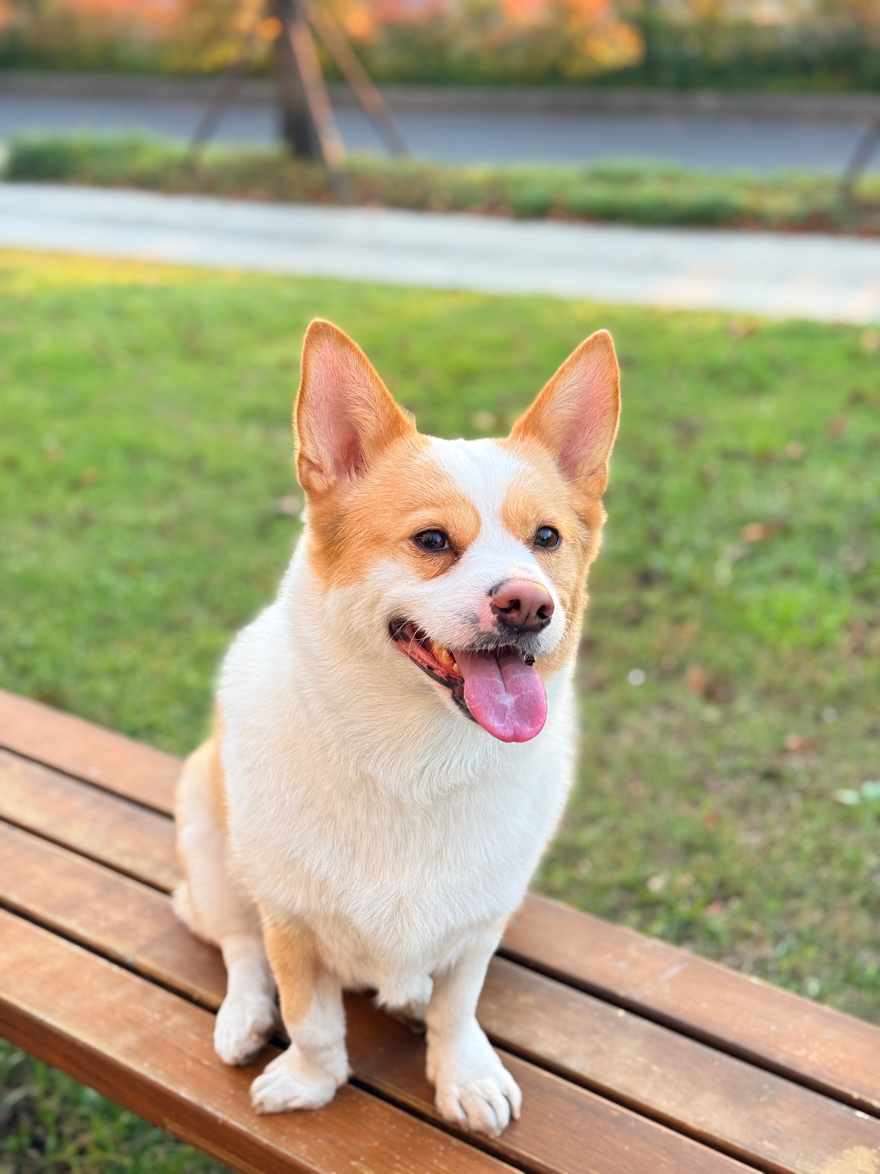 有些人还不如狗狗还知道谁对它好人呢？翻脸无情为了一己私利什么龌蹉的事都做得出 