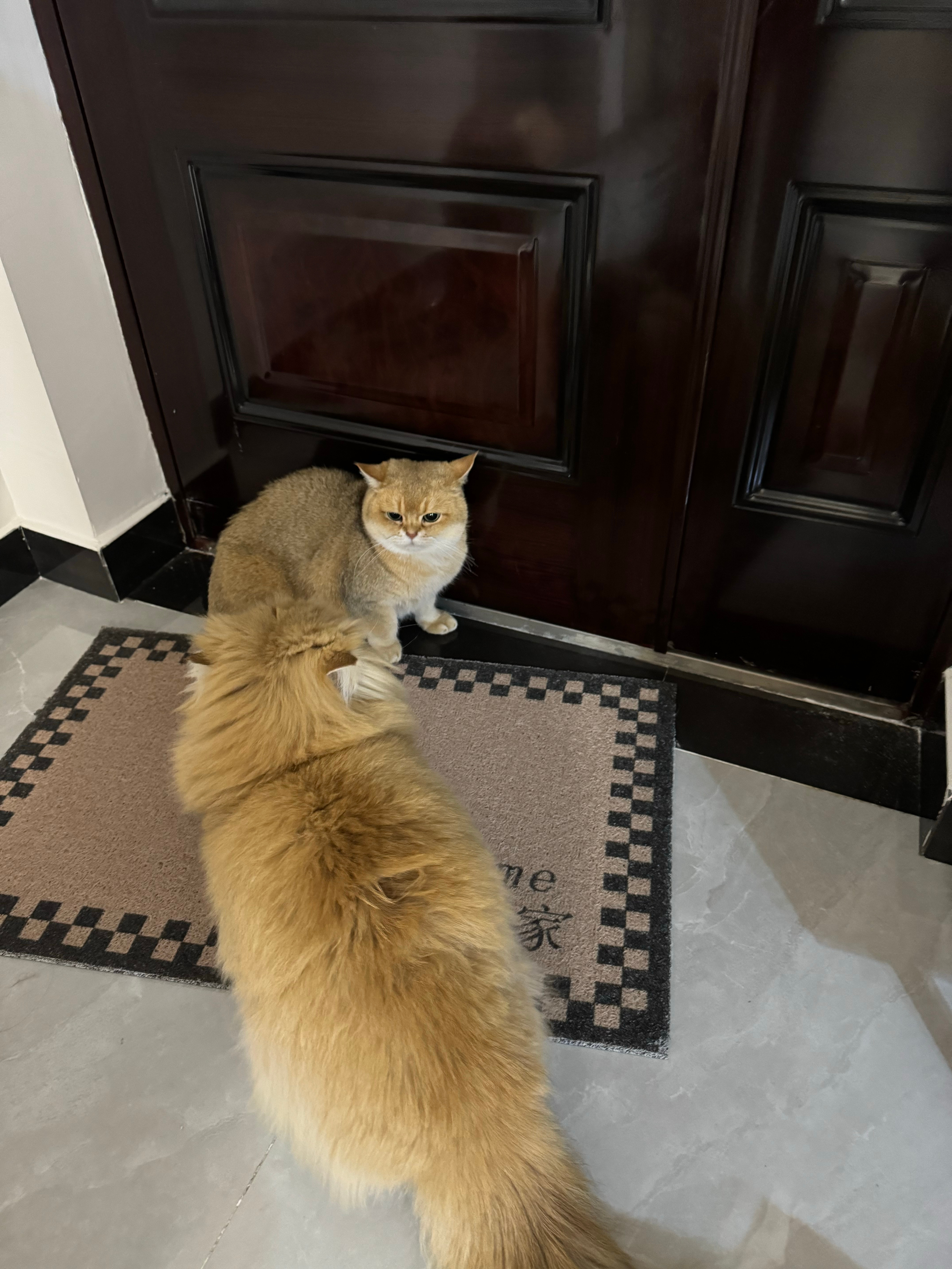 又在小区捡到一只家养猫。还好我碰见了不然不知道外面这么冷小家伙怎么生存下去了，性