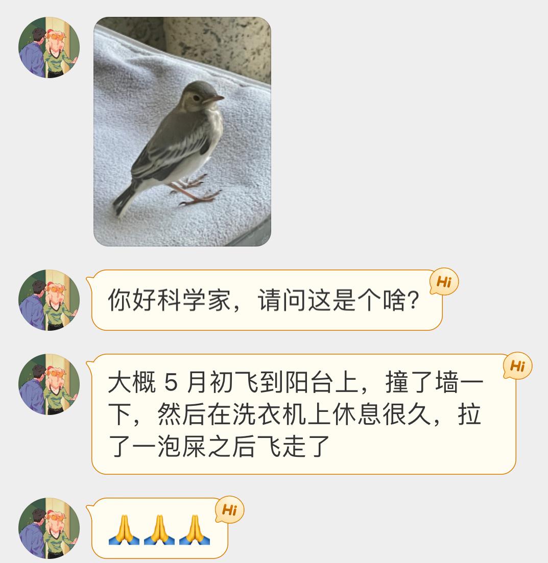#鸟粉投稿# 飞阳台的【白鹡jí鸰líng】撞墙后拉坨粑粑飞走了～ ​​​