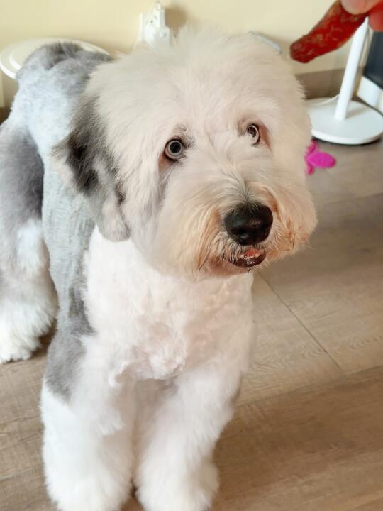 谁家狗长得像个小海豹似的