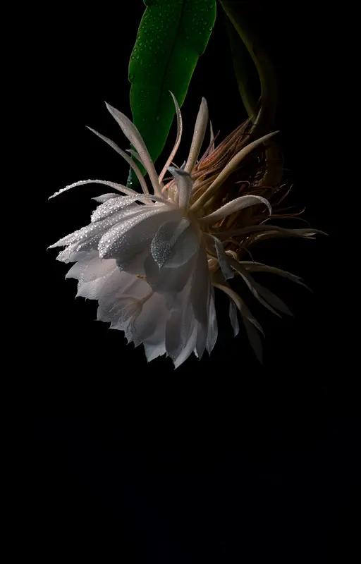 昙花虽艳，却如白驹过隙，其盛花期仅仅十分钟而已。恰似有些人，总去追逐那缥缈难及的