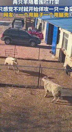 两只羊隔着栅栏打架，两只羊同时往后退，卯足劲准备大干一场，看这阵仗都想把对方撞倒