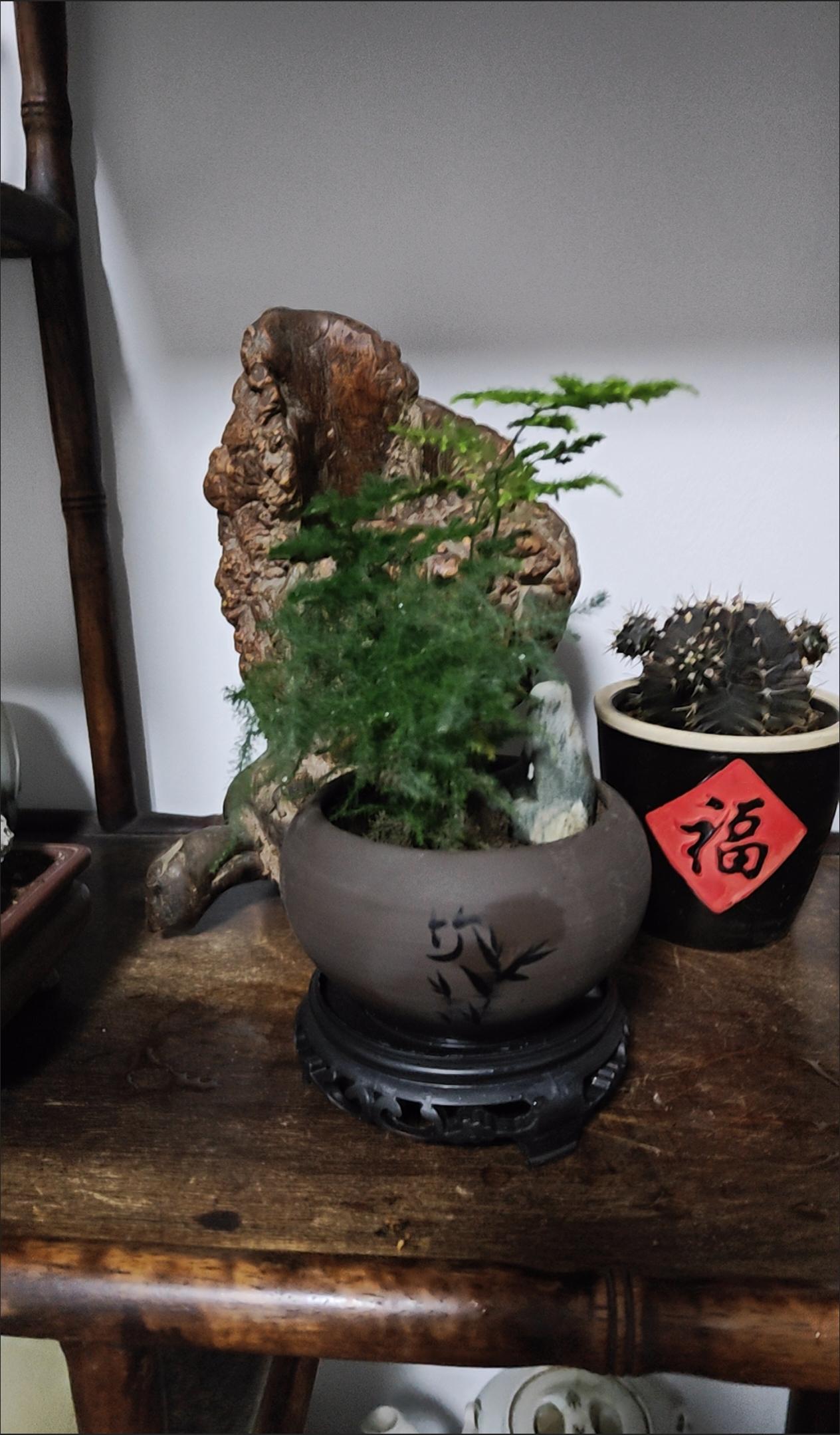 又种了一小盆文竹。