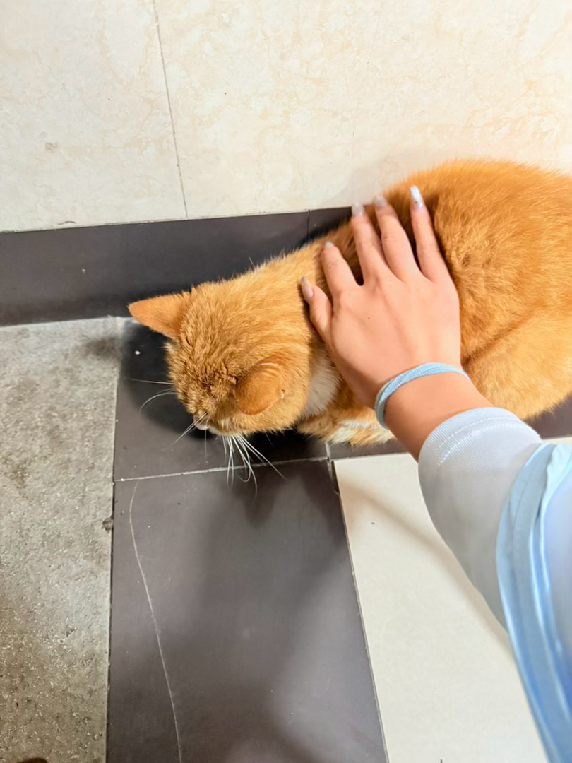 宿舍楼下的可爱咪咪 