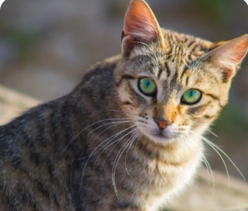 养狸花猫香不香？中国“土猫”优缺点全扒透！
 
谁还说狸花猫是“土猫”不值养？养