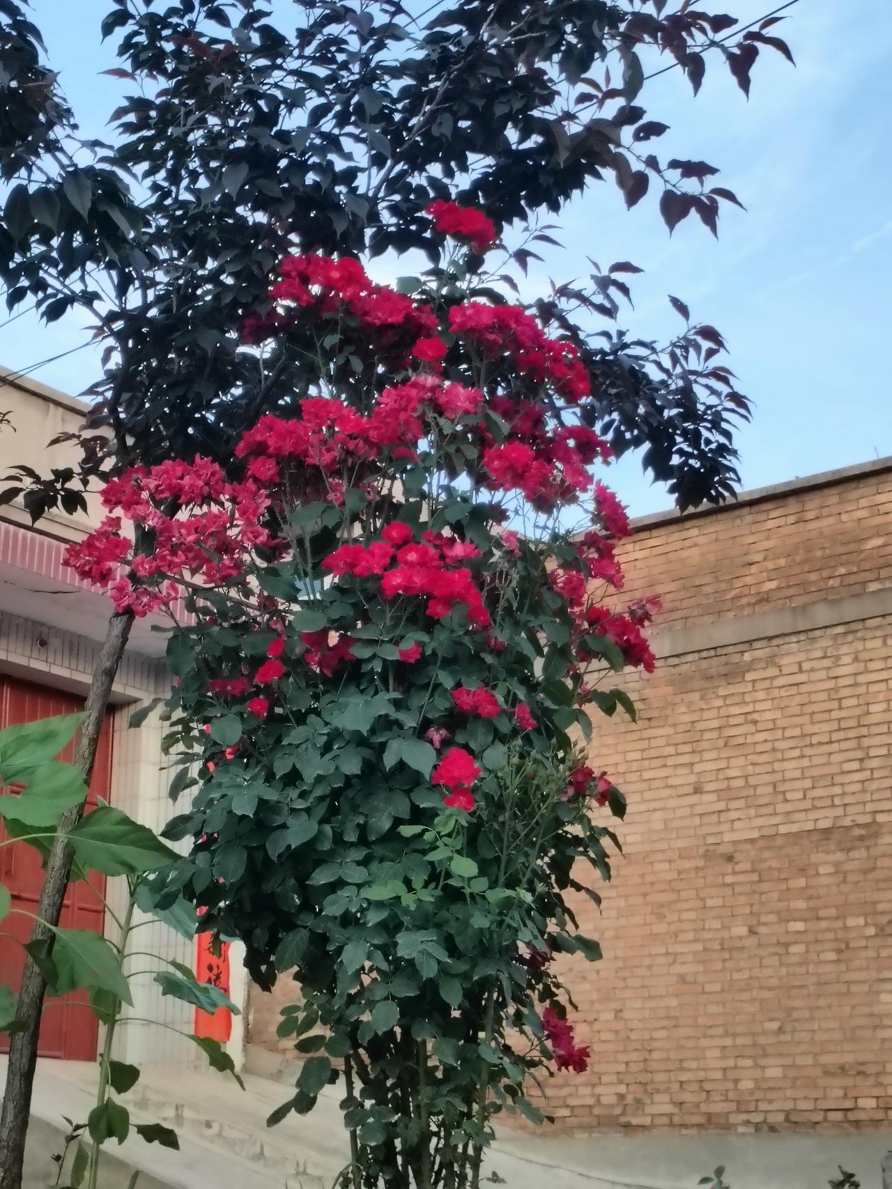晒出你拍的月季花红玫簇拥倚砖墙，浓绿衬艳红，老树紫叶作衬，小院一隅，花开热烈，便