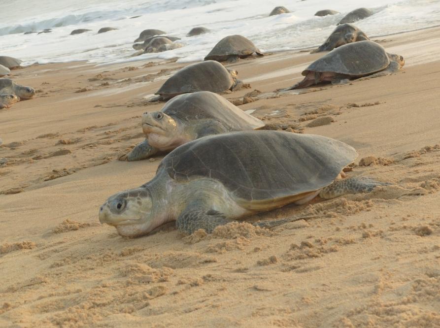 太平洋丽龟（动物们180）

太平洋丽龟,别名为海龟、丽龟等, 是海龟科丽龟属类