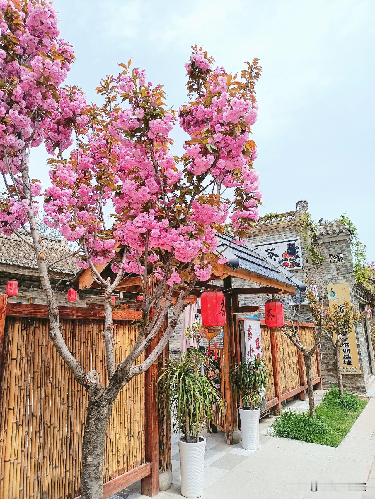 甘肃省庆阳市原来这么美！花浪翻滚，把老区小院映衬的如人间仙境般美丽动人！

庆阳