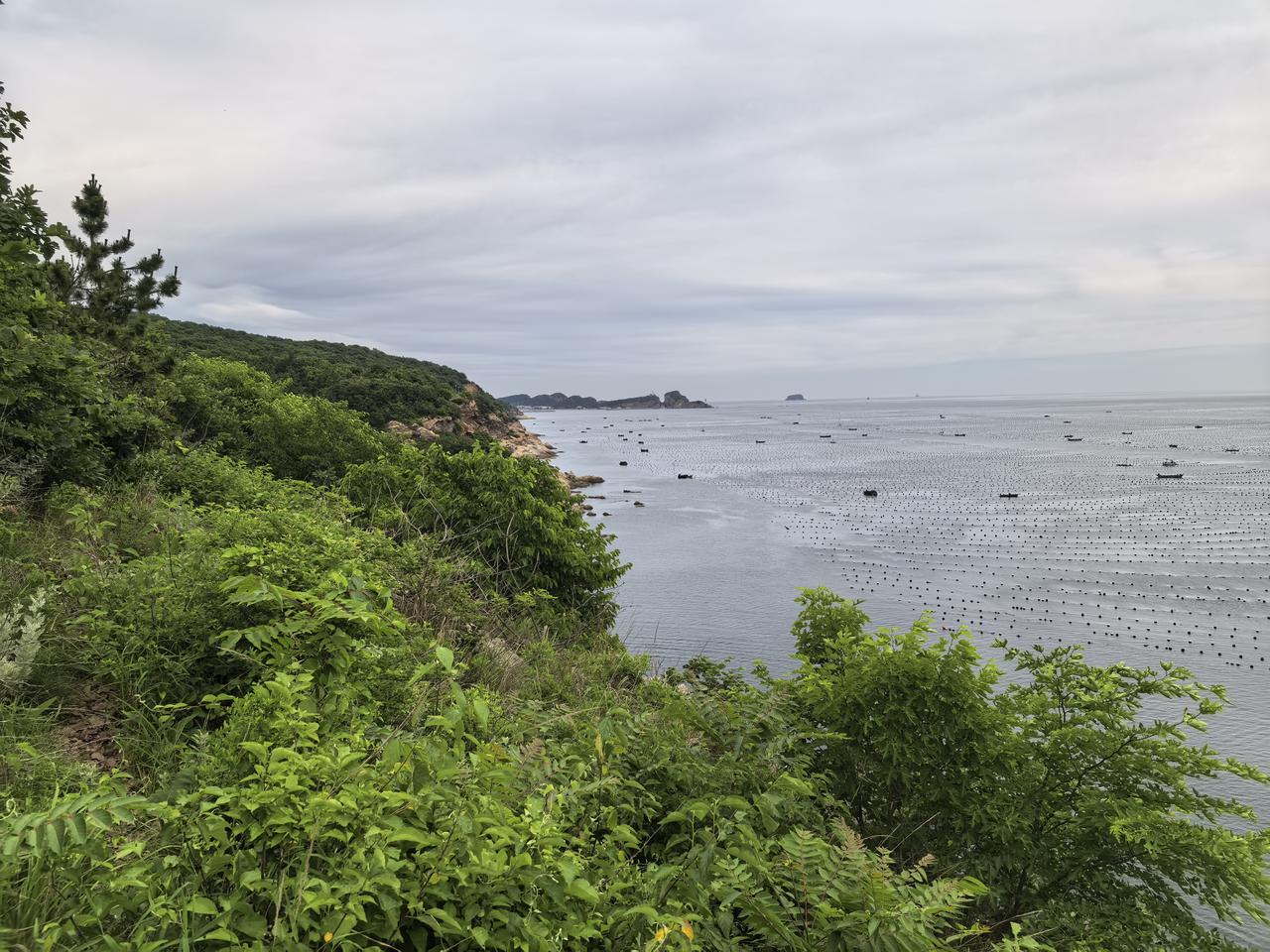 今天我要给大家道个歉！[祈祷]
6月21日那天，我又去了旅顺口区黄泥川村的海边考