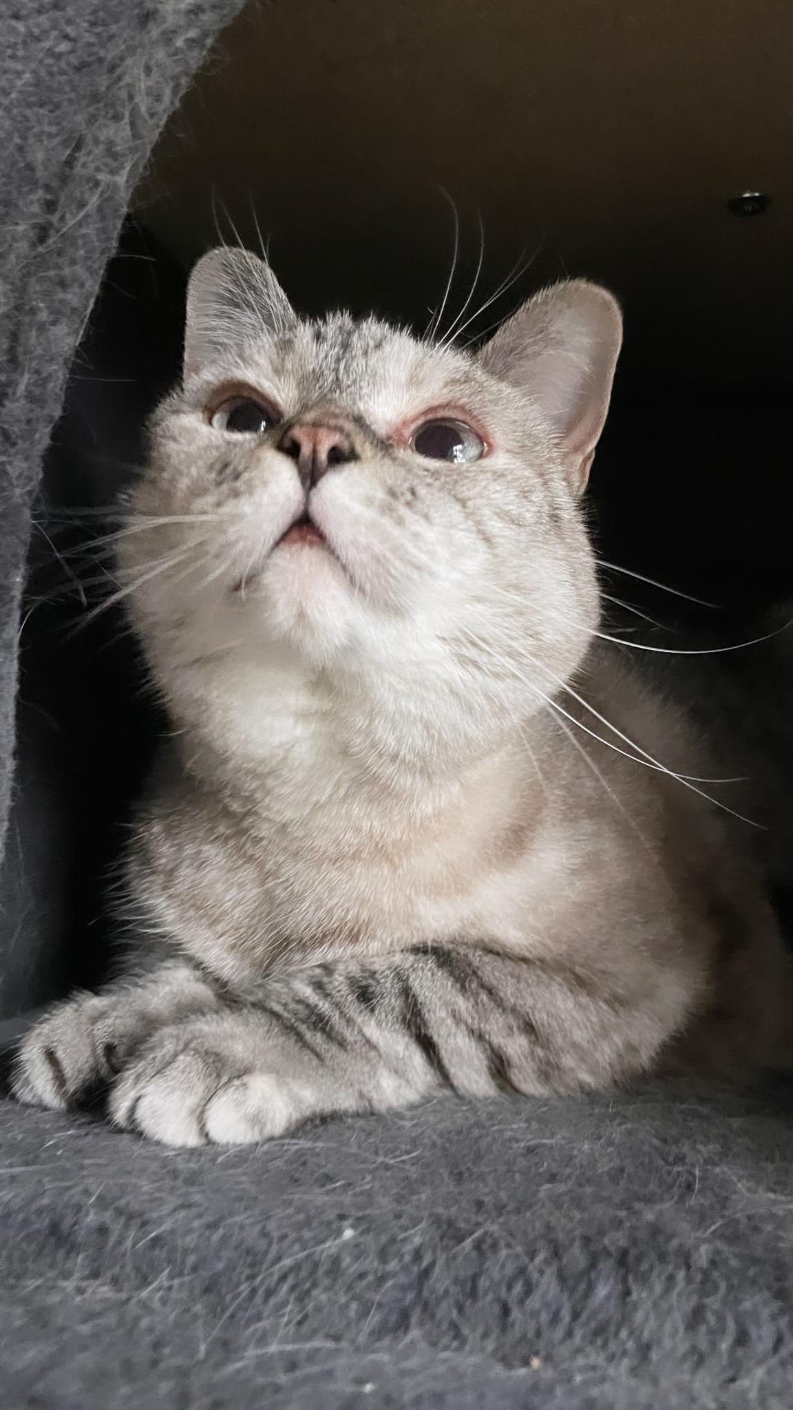 捧起脸蛋儿一顿猛亲[馋嘴] ​​​