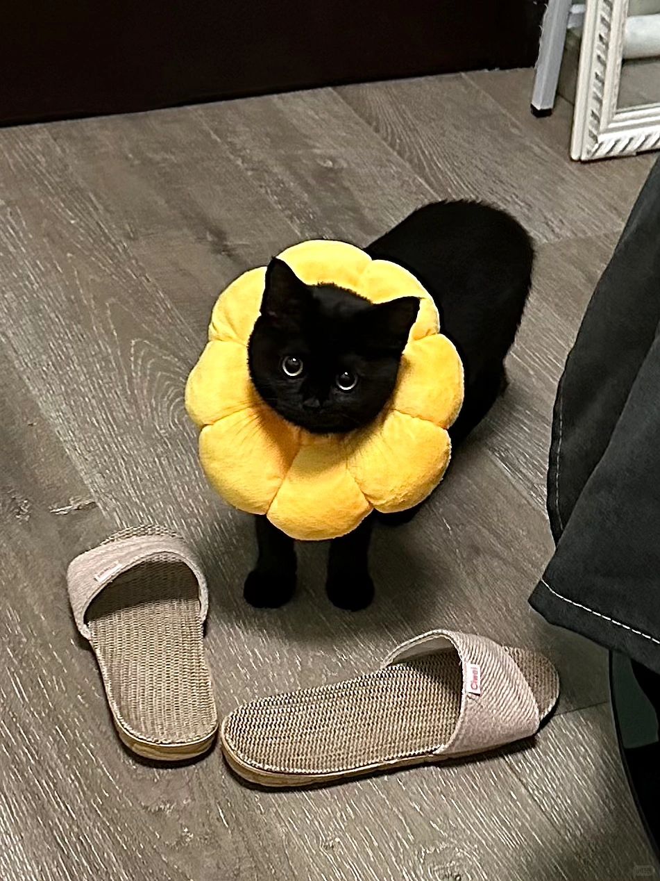 警官到达时 现场只有犯人和一双拖鞋