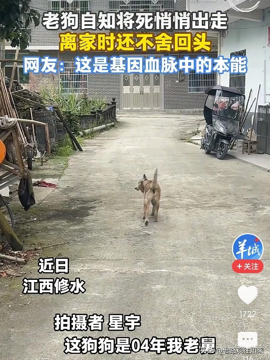 看哭了！江西，22岁老狗临终前执意离家，一步三回头望向主人，主人跟在身后轻声说：