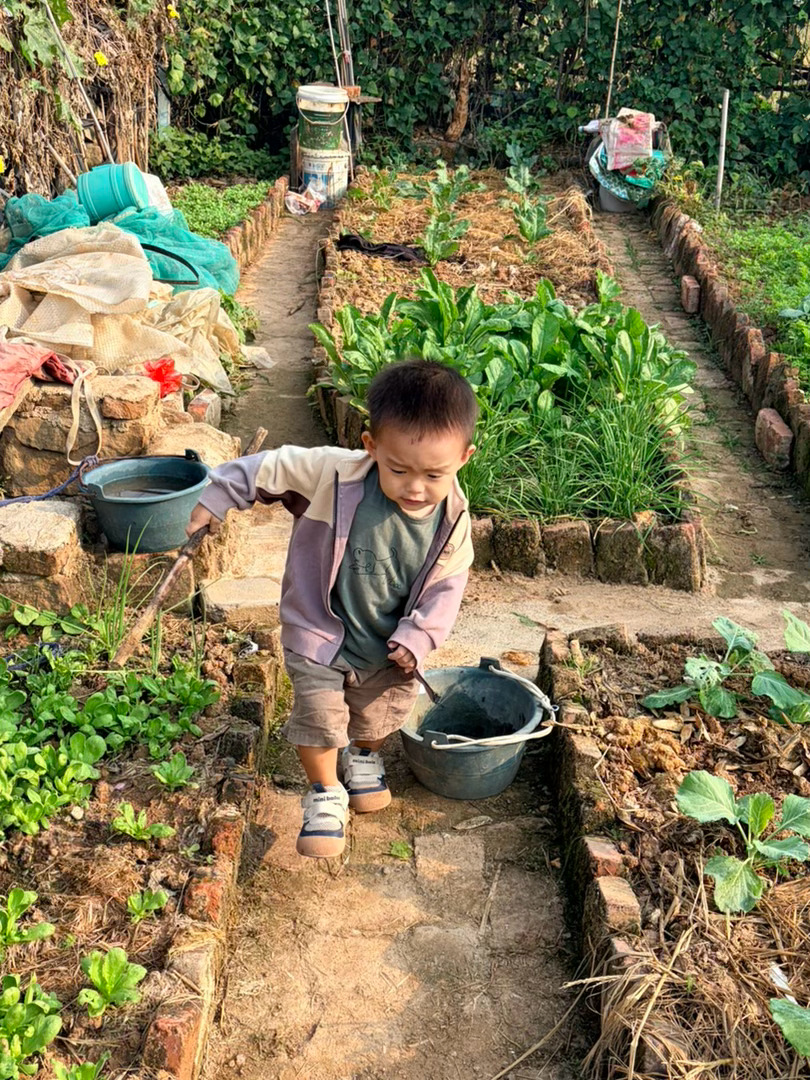 早上去菜地里面摘豆子了，准备带回深圳吃，我个人不喜欢吃，主要是宝爸吃，还带了一些