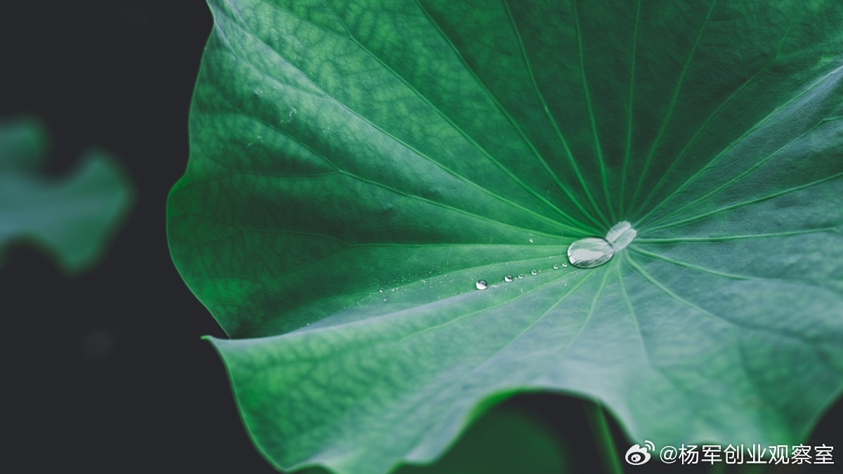 股东知情权：小股东的“制衡器”与“透视镜”不参与经营的小股东，最危险的处境是“信