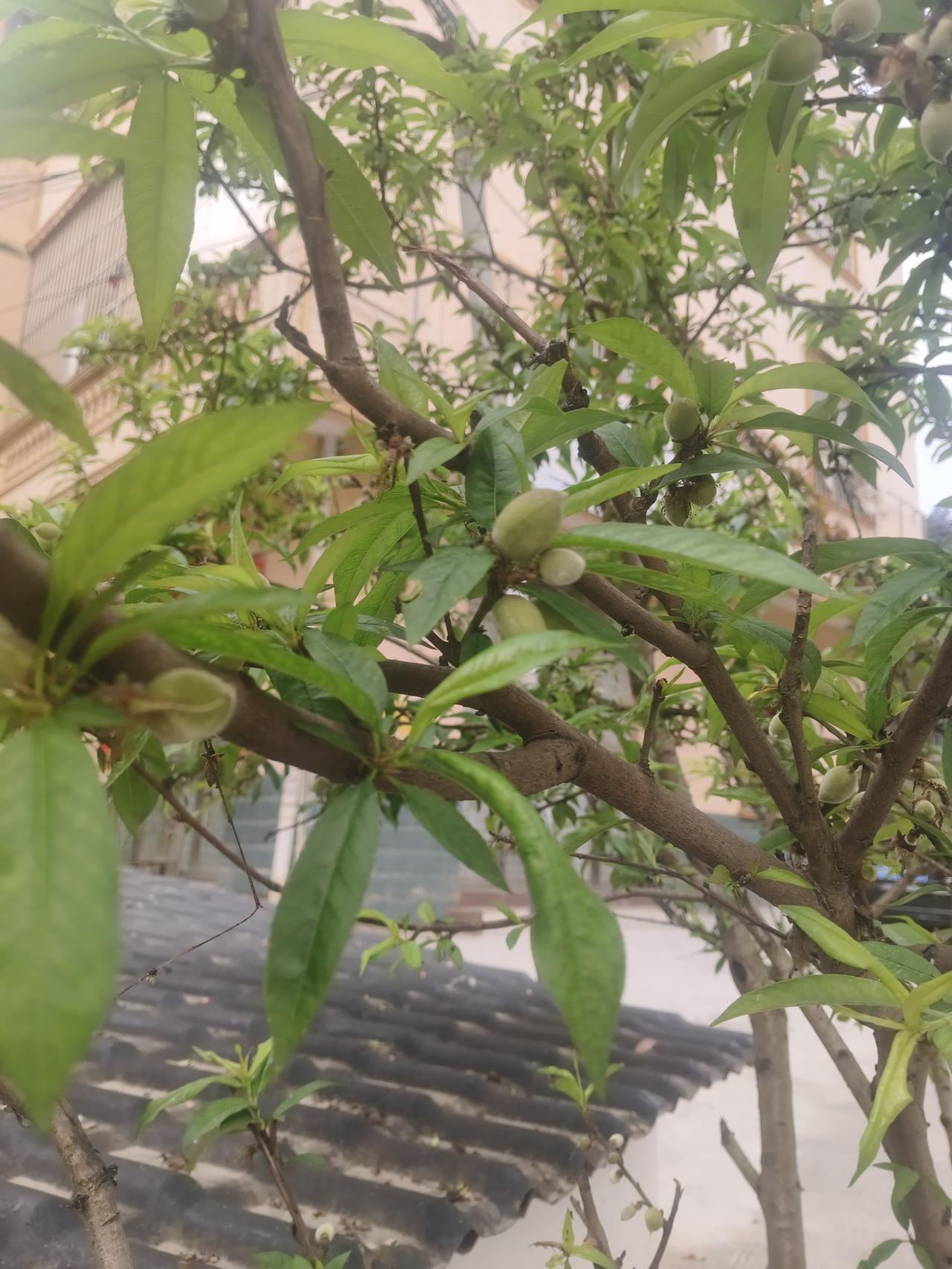 南方的桃树已经结果了，北方老家的杏花还没有开。