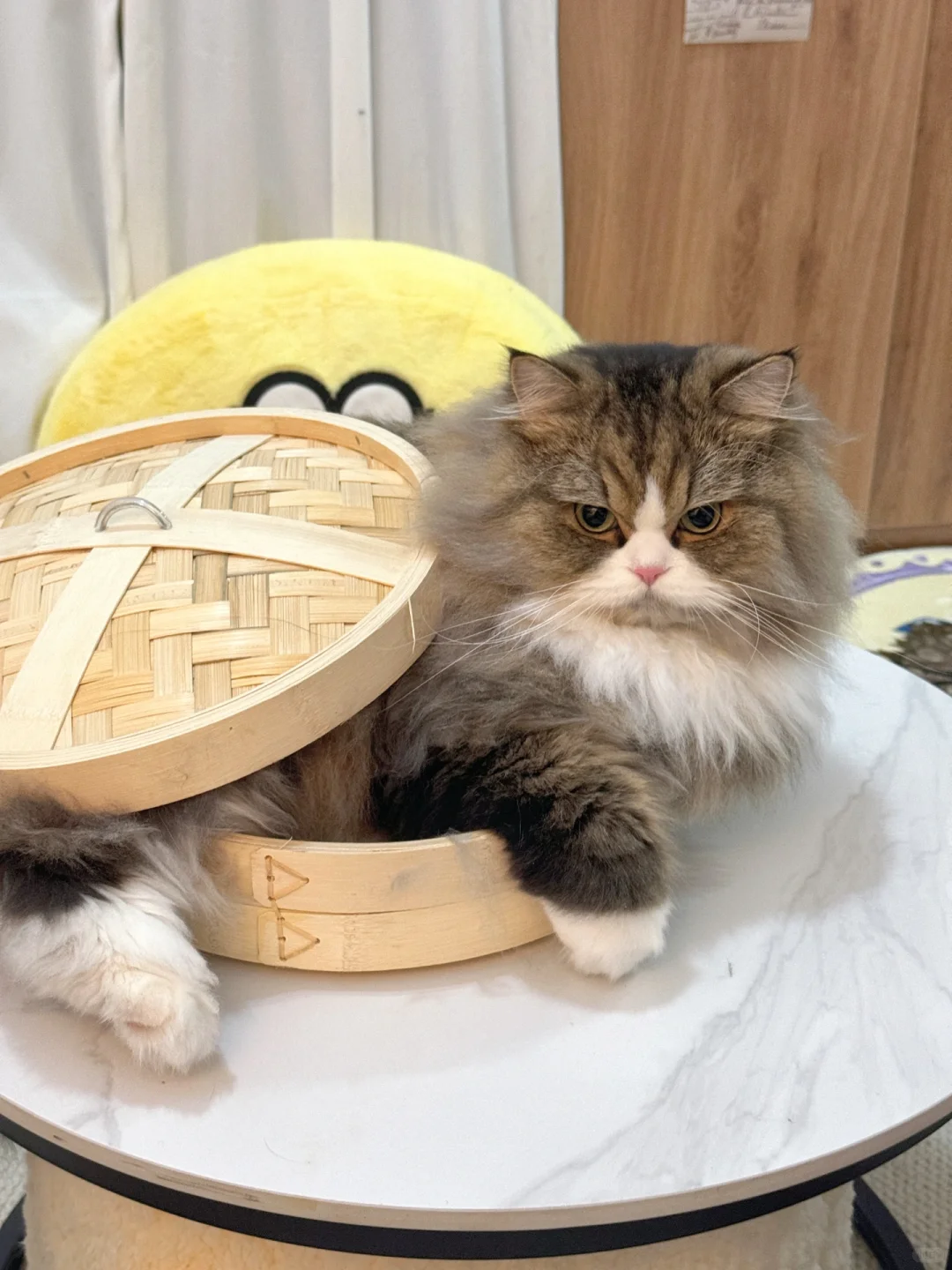 要怎么告诉他 这不是给他买的猫窝啊