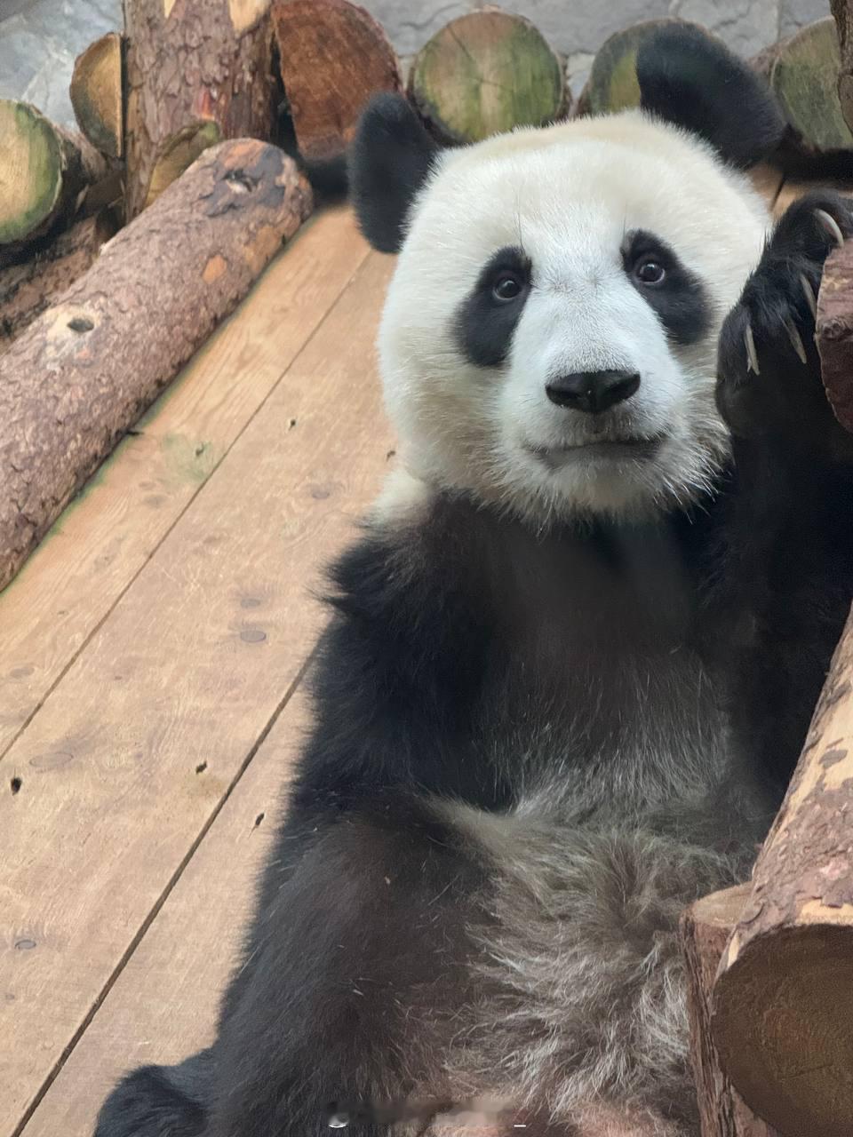 大耳朵朵乌拉大王 