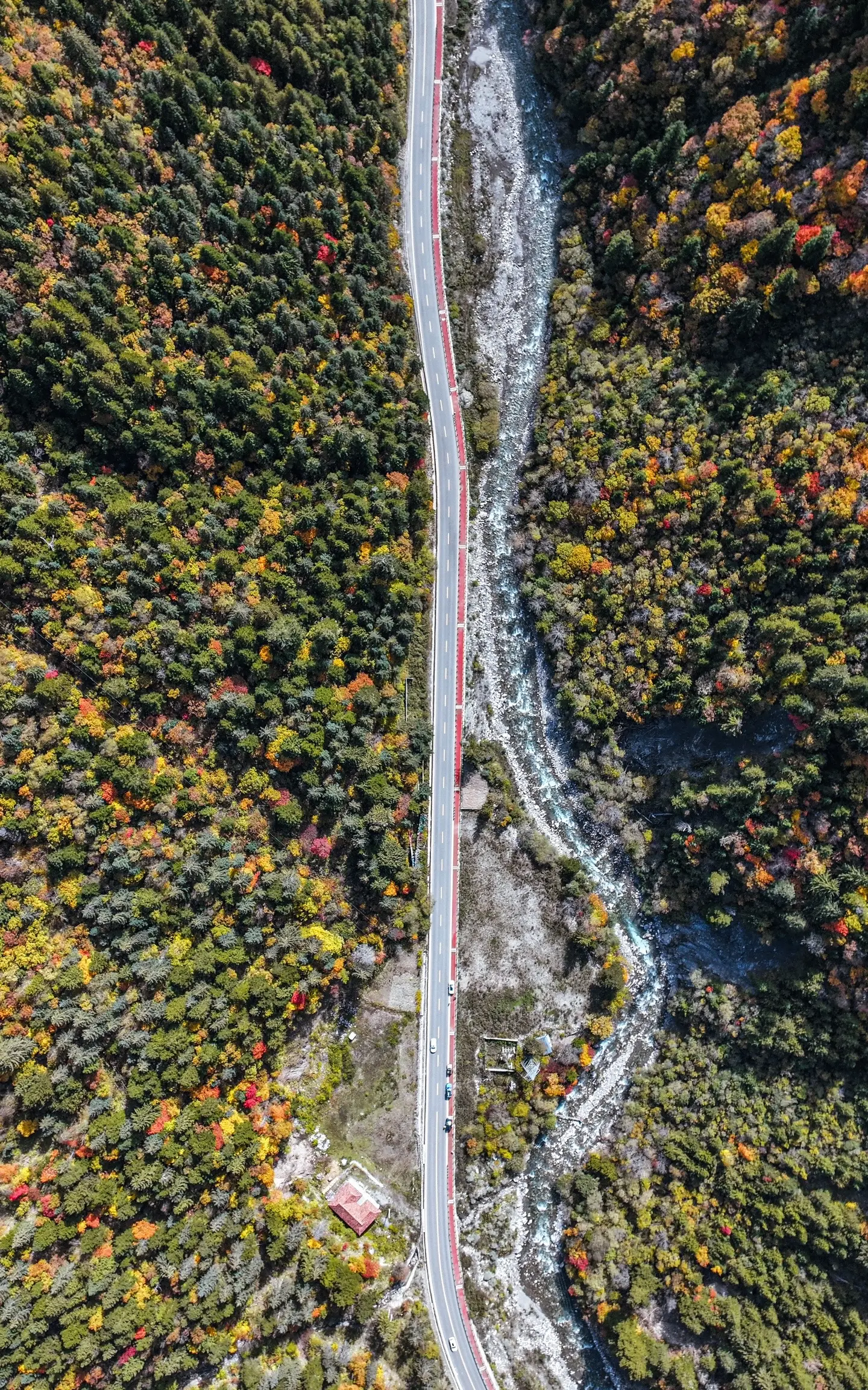 黑水彩林，川西秋景巅峰之作