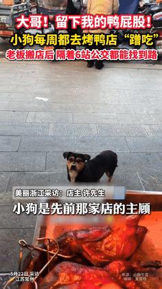 2025年，小狗每天去烤鸭店蹭鸭屁股吃，老板搬新店后2年没再见，可就在几天前，小