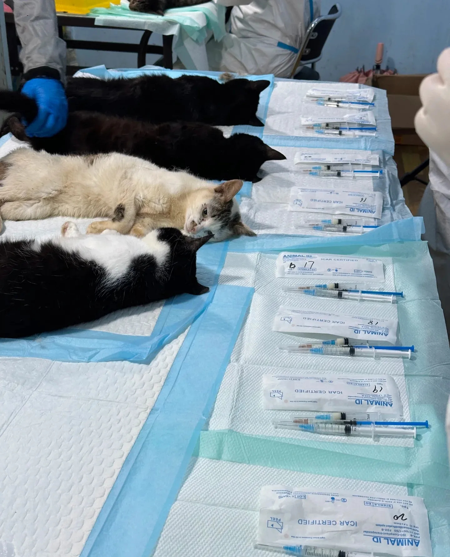 网友分享：今日战绩，113只流浪小猫猫交出了蛋蛋