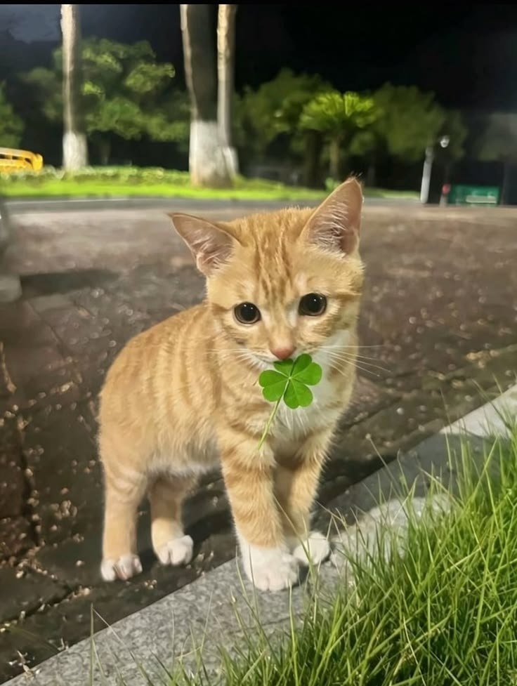 小猫祝你一切顺利！ （图源：x.com​​​