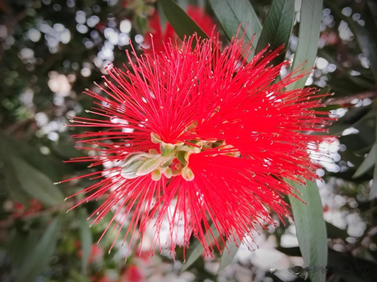嘿，杰妹又认识了一种新的植物，原产于澳大利亚。

它叫红千层（拉丁学名：Call
