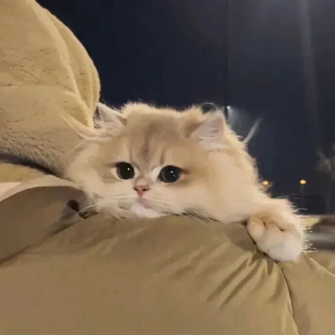超萌小动物头像 | 小猫咪 | 小兔子 