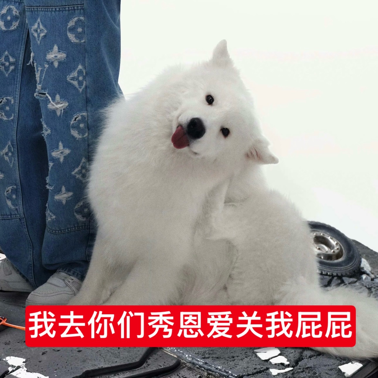 今天刘耀文疑似和土豆吃醋土豆belike 
