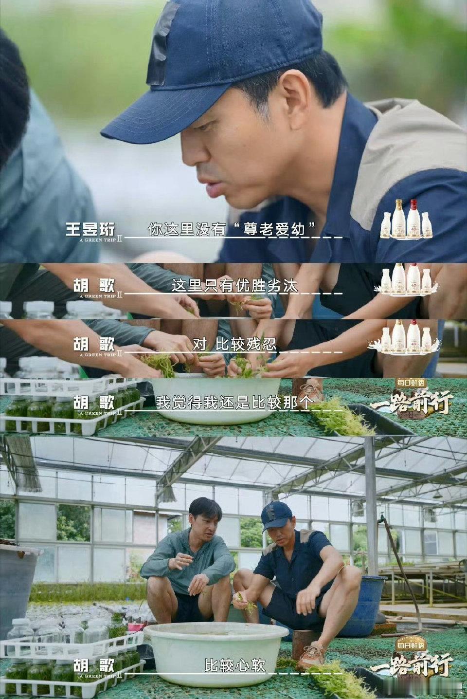 胡歌洗兰花眉头紧锁但试图理解  的温柔与善良在这一幕体现的淋漓尽致。在节目中，兰