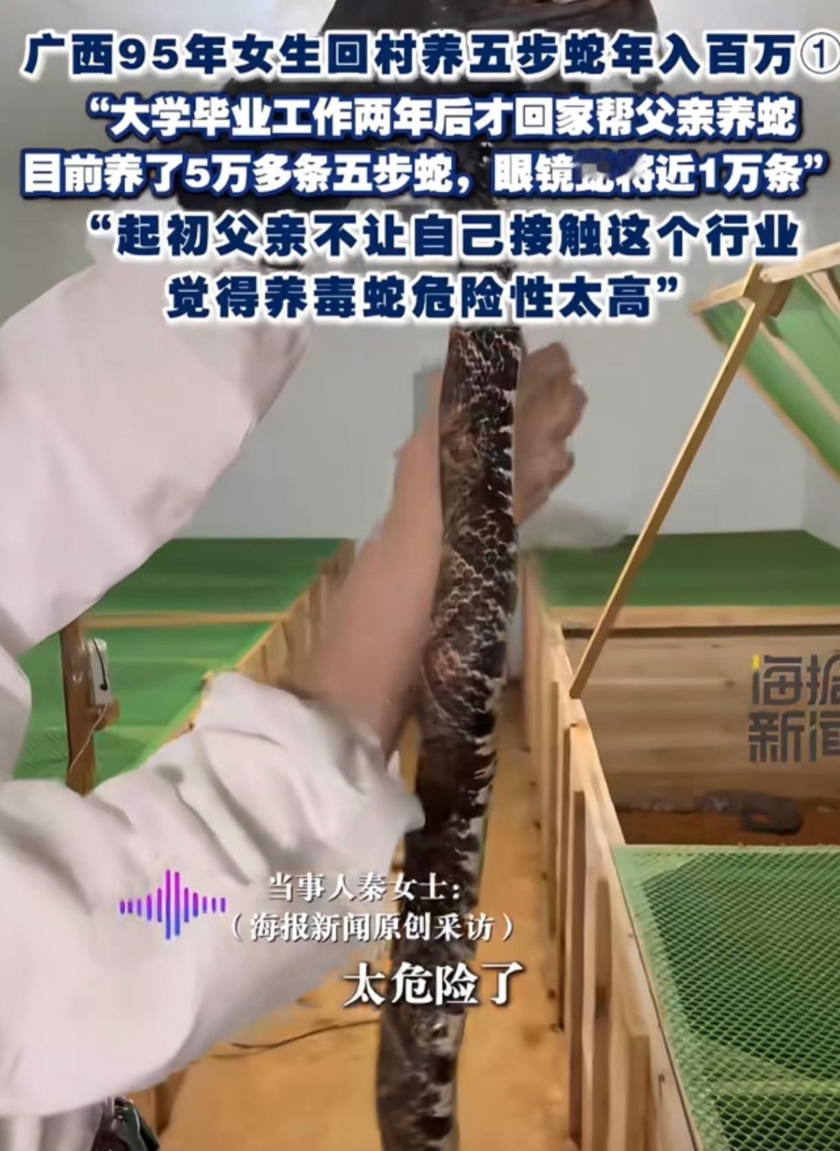 广西桂林养蛇的95后秦姑娘每天在6万多条毒蛇里“穿梭自如”了，甚至还实现了年入百