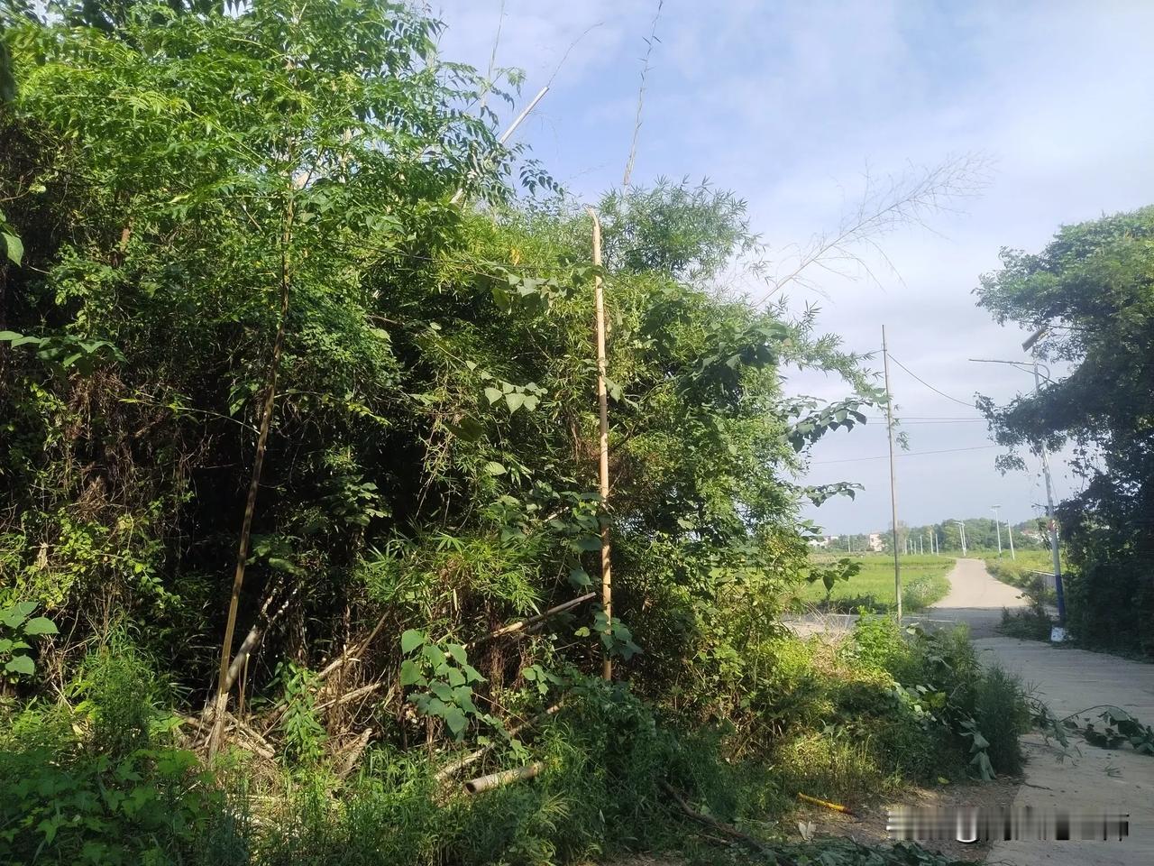 园里的树木、爬藤已经把抽水的电线压得很低了，尤其是一根死竹子妥妥的压在上面，一下