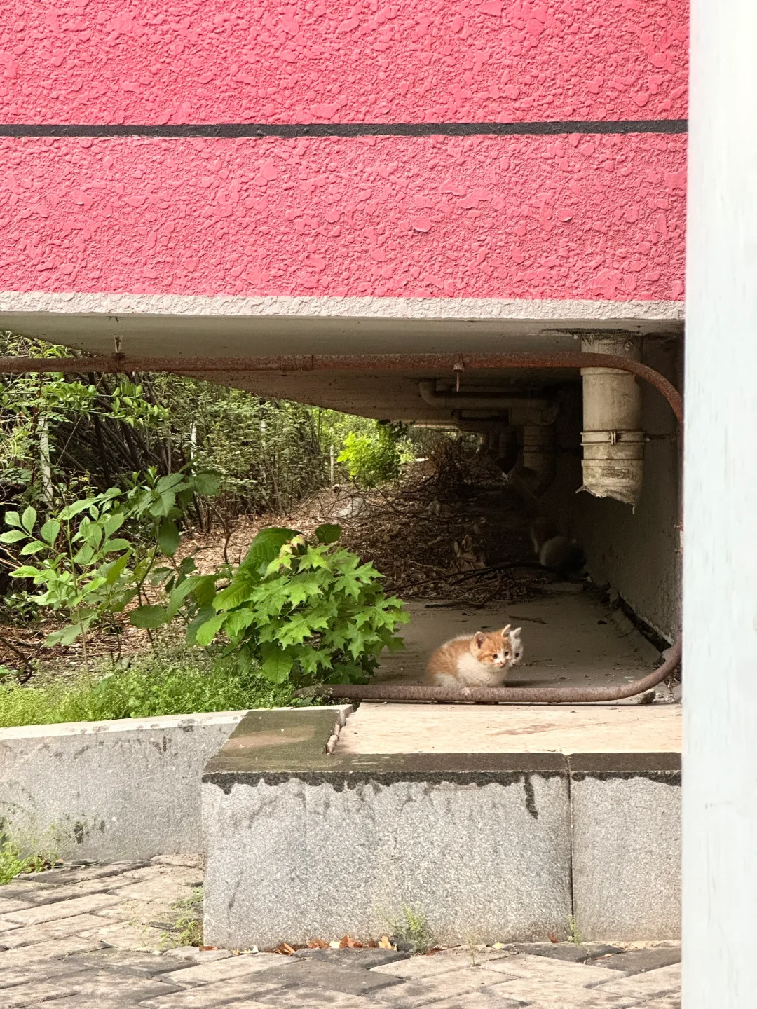 带宝宝躲雨的猫猫 