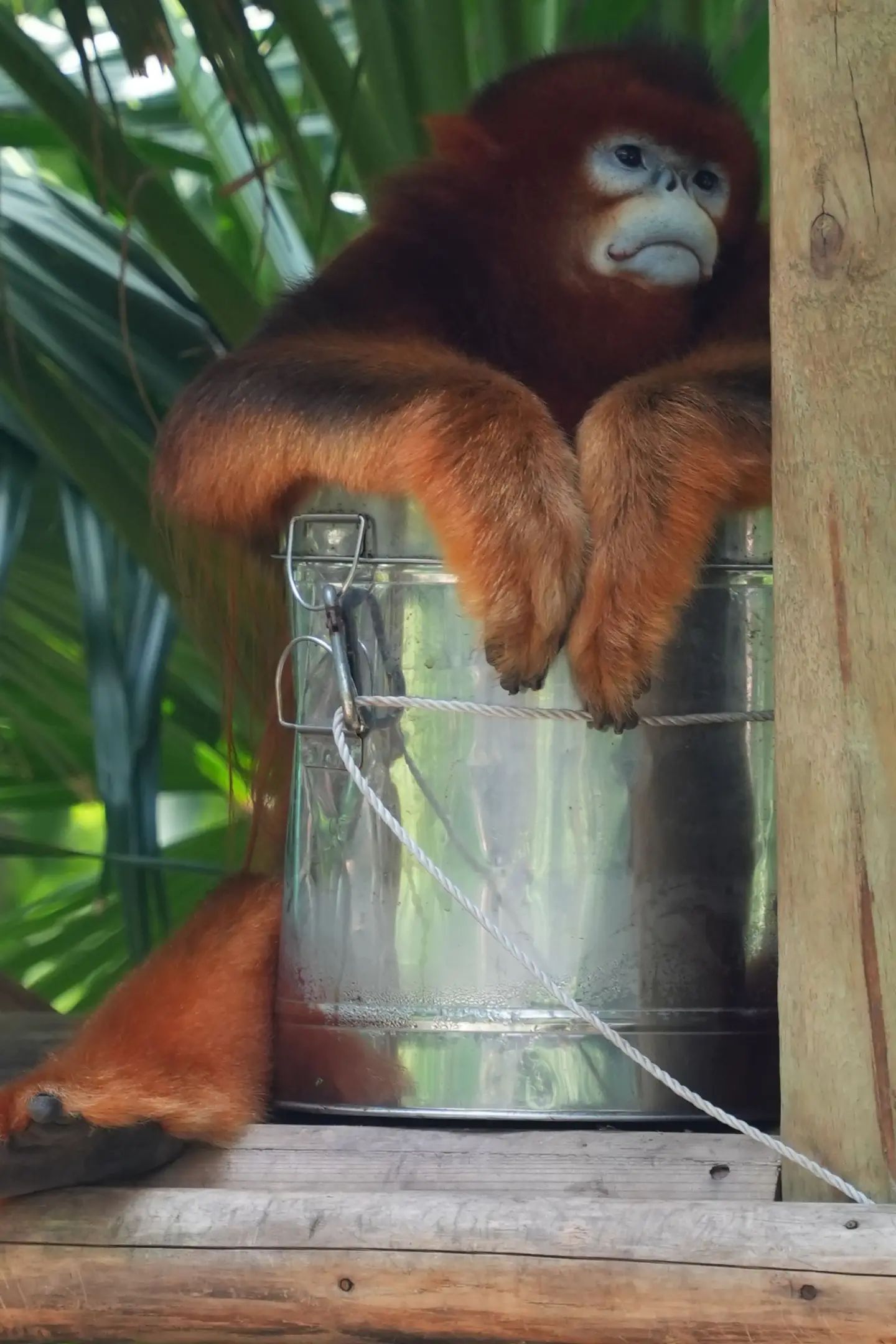 🐒：唔好意思，琴晚饮大左，唔想返工。