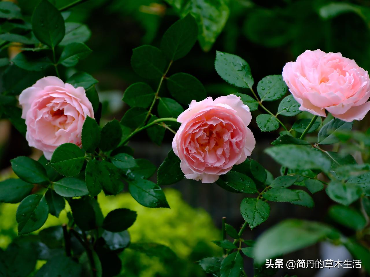 端午，节日的氛围属于别人，似乎已经与我无关？人们在说着无尽的祝福，而那时的故事，