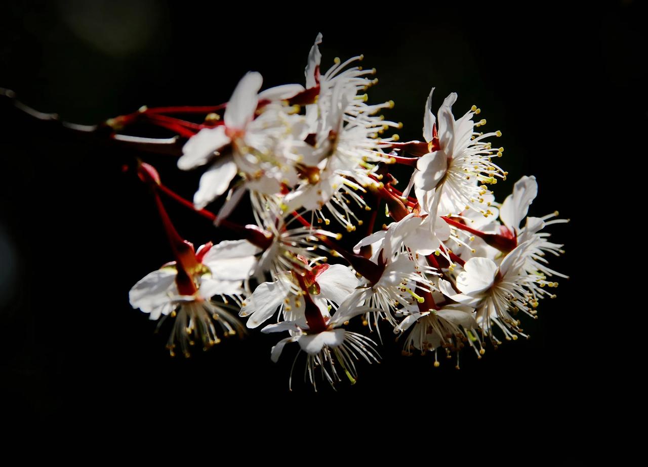 【是樱桃花吗？】20250220

植物园游逛，途遇一棵高大花树。白色花朵，熠熠