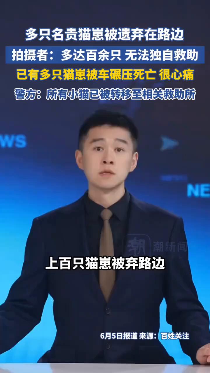 多只名贵猫崽被遗弃在路边，拍摄者：多达百余只无法独自救助。
潮潮新闻主持人魏川。