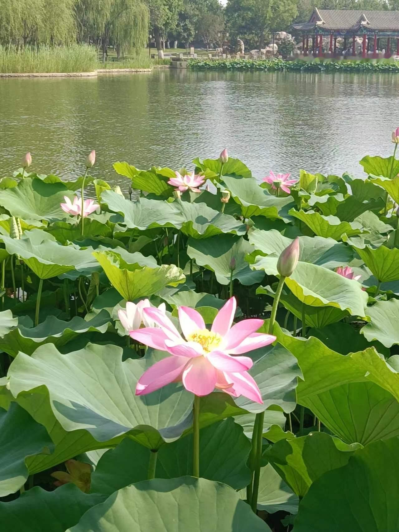 风光秀丽的北京西海子公园，满塘荷花次第盛放，清风漫送淡淡荷香。
湖面清波荡漾，一