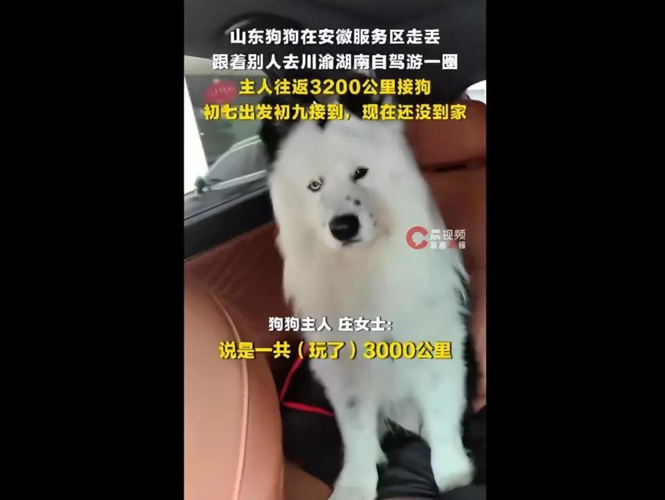 山东一大爷自驾游回家在服务区打个盹，随车带的狗却被好心人当成流浪狗带走，直接去了