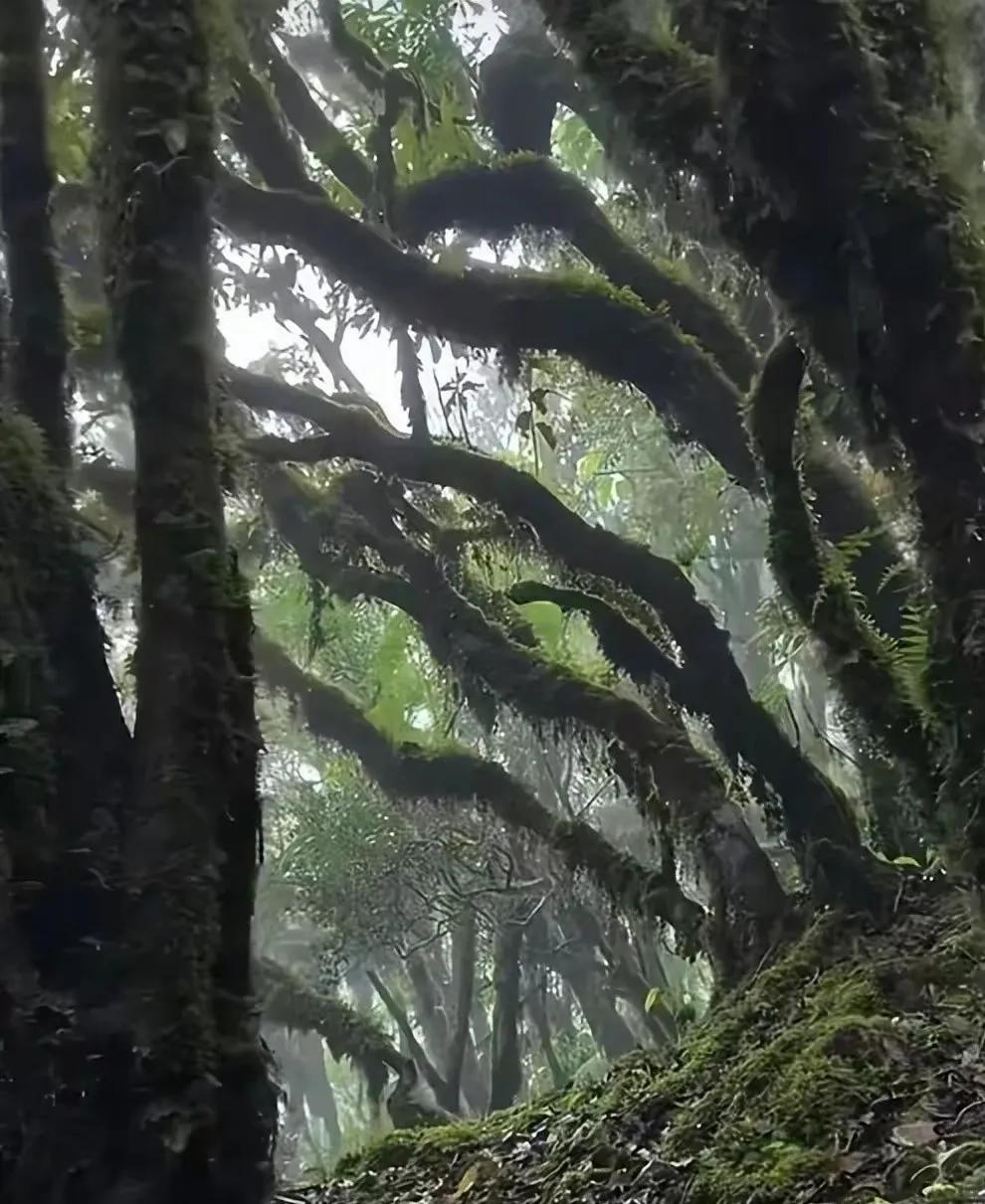 标题：“哀劳山的离奇事件：探秘神秘山脉背后的真相”
在中国的西南边陲，坐落着一座