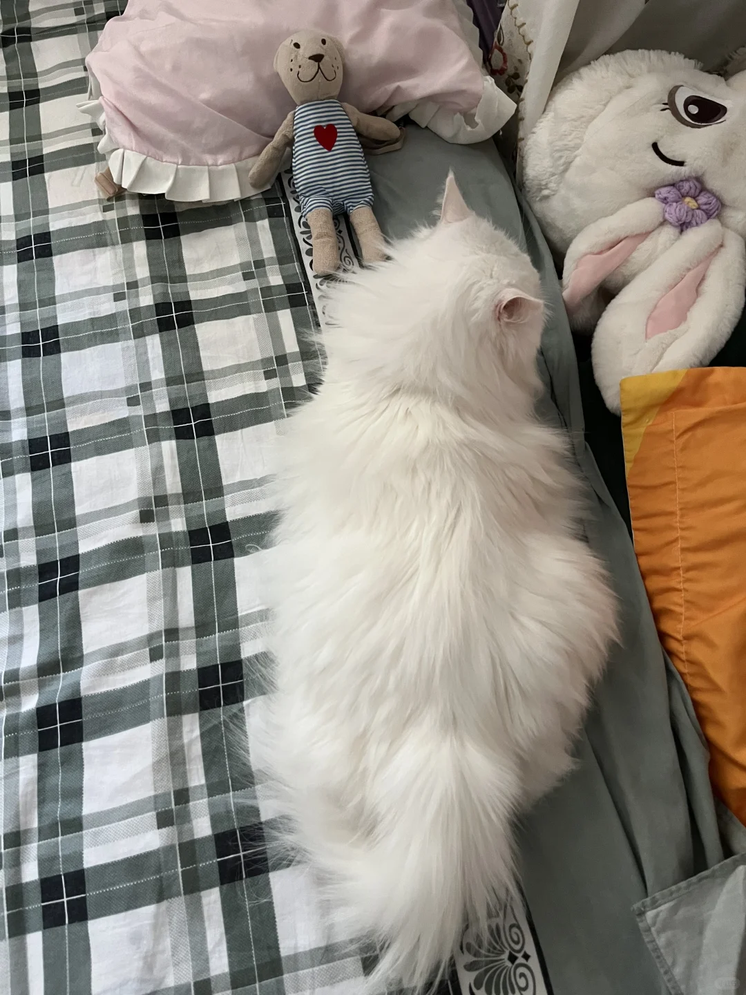 出门前啵啵子醒啦