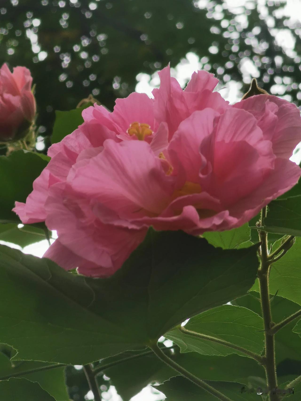 #分享你手机中的花花草草#