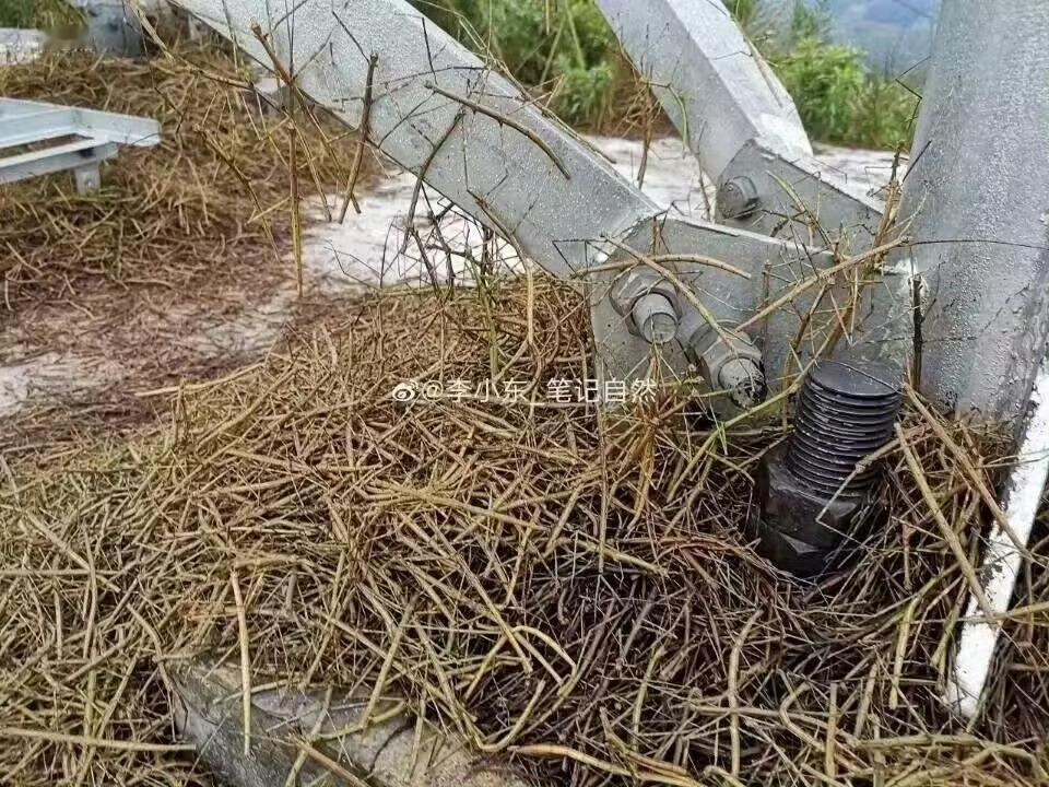 竹节虫全是虫子😱😱😱😱😱 ​​​