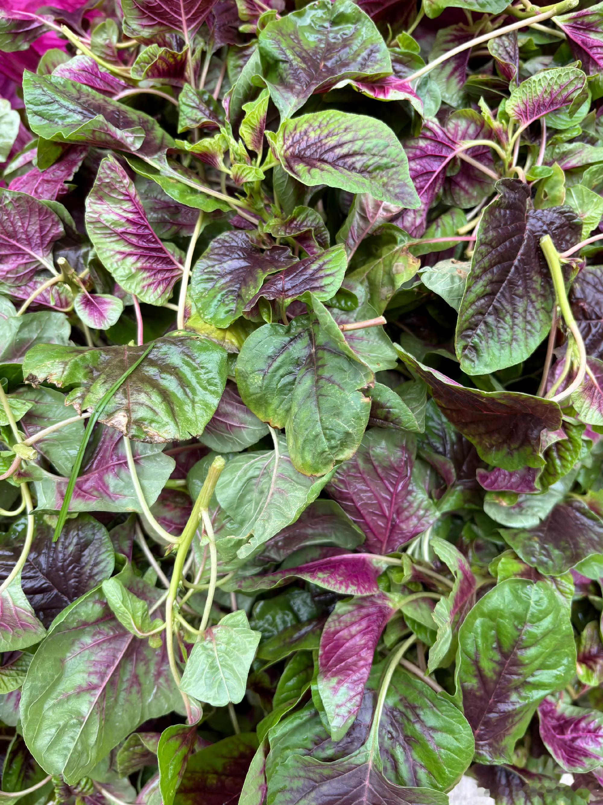 时令的食物是能赋予人幸福感的。        5月底的初夏，理个时令菜单：嫩南瓜